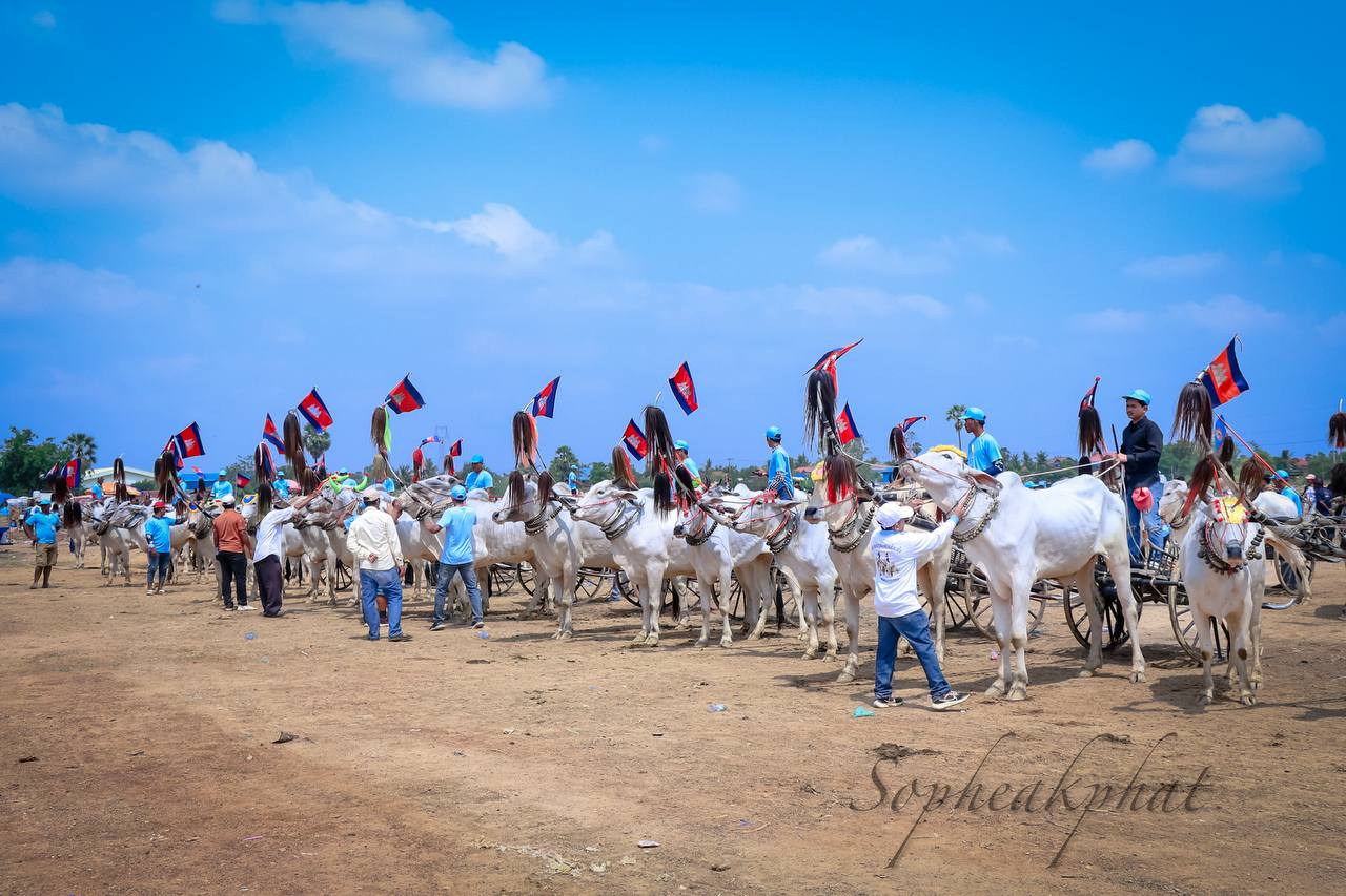 ពិធីប្រណាំងរទេះសាឡីគោលឿន នៅខេត្តកំពង់ស្ពឺ